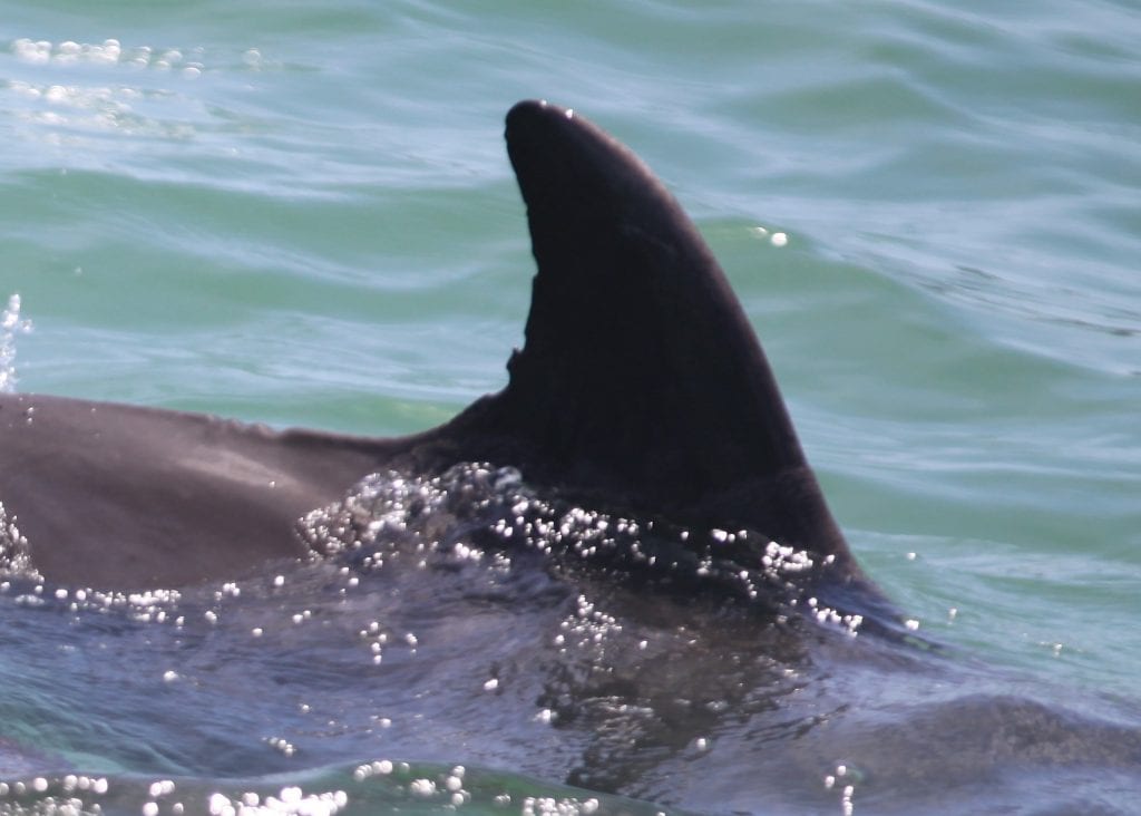 Lady, bottlenose dolphin