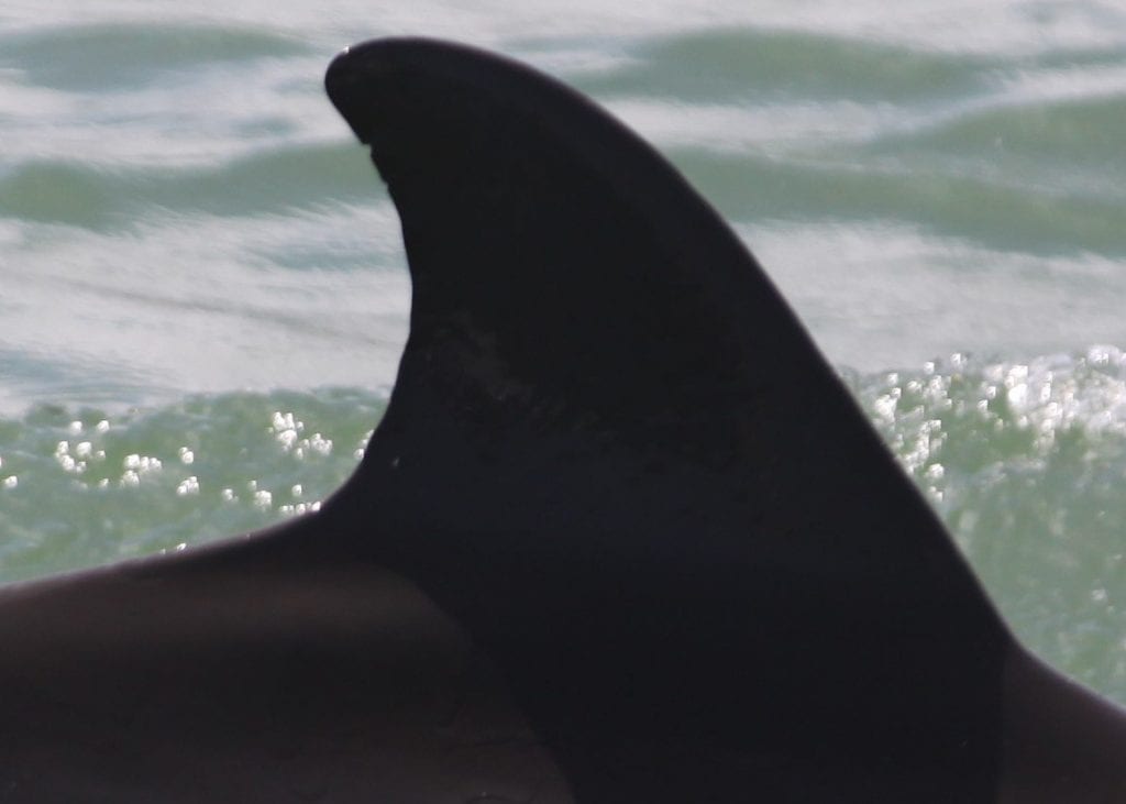 Dolphin Dorsal Fin Twins Are Not Uncommon - Clearwater Marine Aquarium