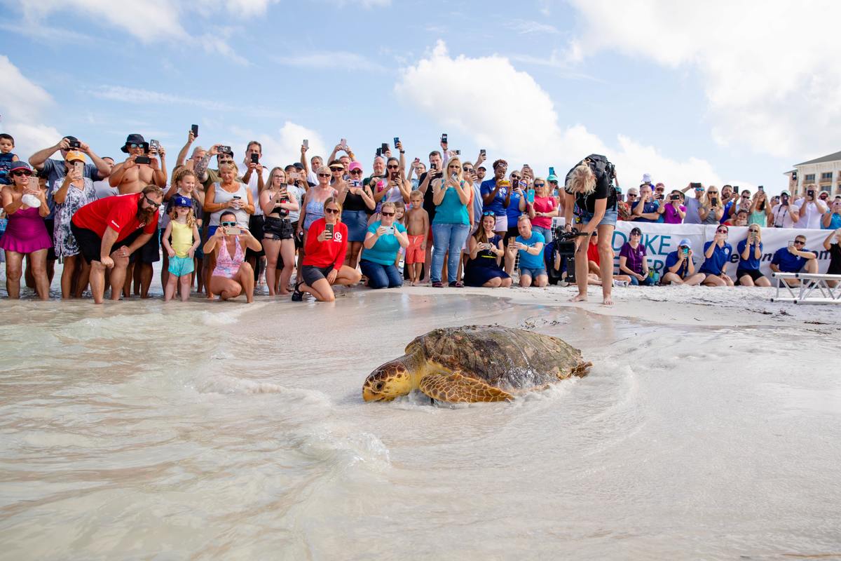 Nitro, loggerhead sea turtle release in front of crowd at Clearwater Beach