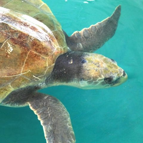 Charlie, sea turtle in rehab