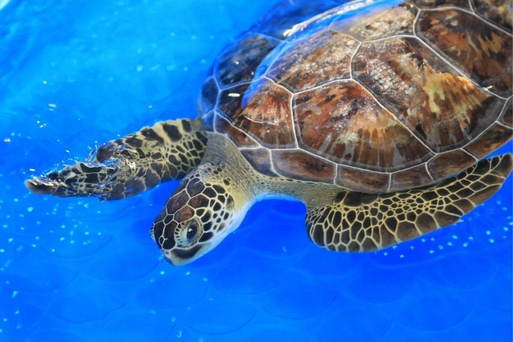 Ezra, sea turtle in rehab