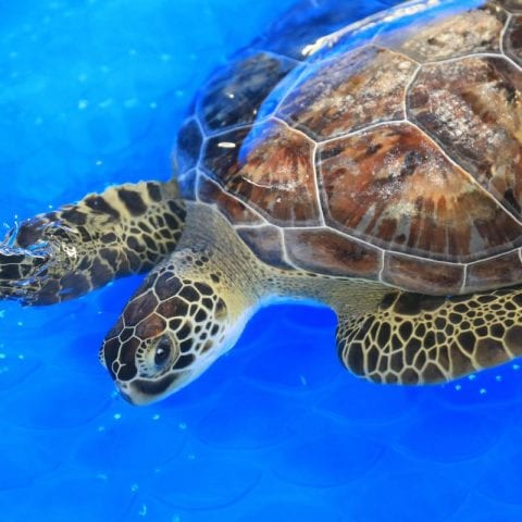 Ezra, sea turtle in rehab