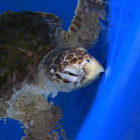 Flip, sea turtle in rehab