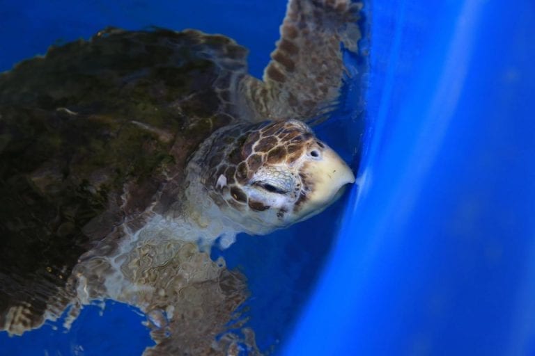 Flip, sea turtle in rehab