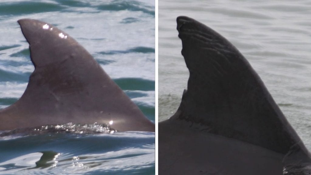 Mako and Indigo, twin dorsal fins