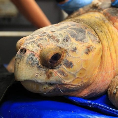 Scooter, loggerhead sea turtle patient