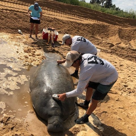 Stranded Manatee Rescued and Released With Help From a Bulldozer in