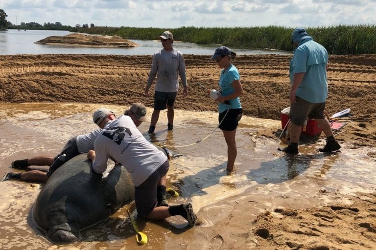 Stranded manatee being fitted with a satellite tag.