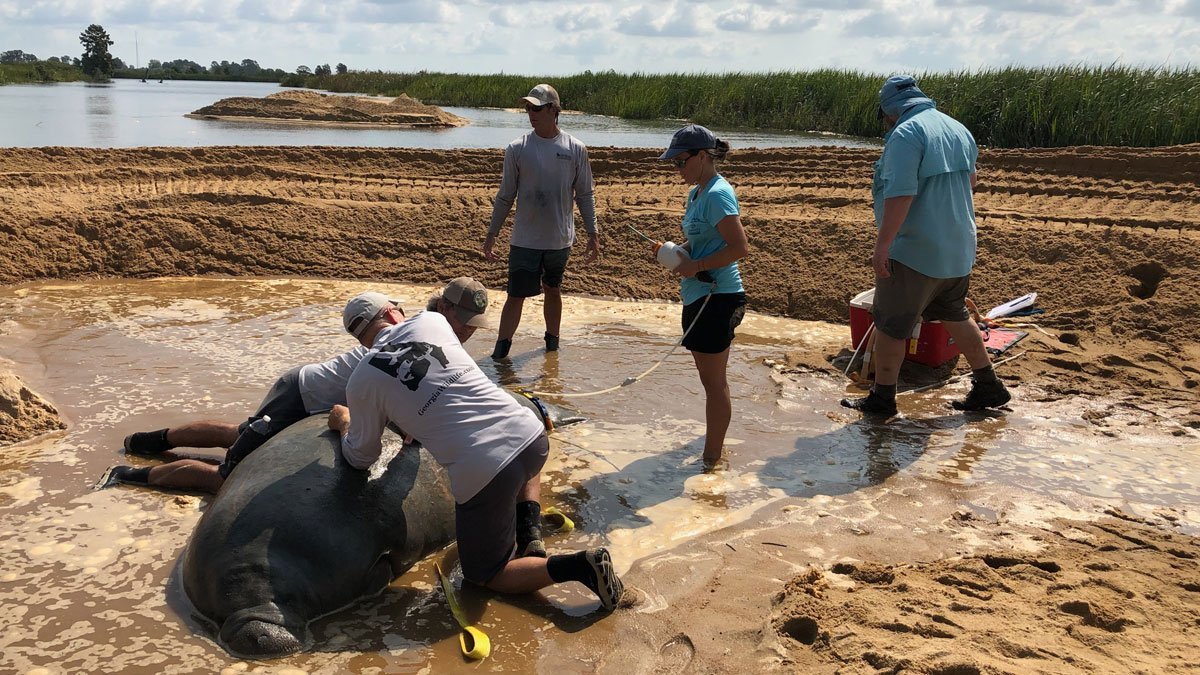 Stranded manatee being fitted with a satellite tag.