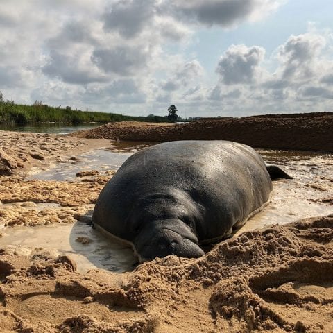 Stranded manatee