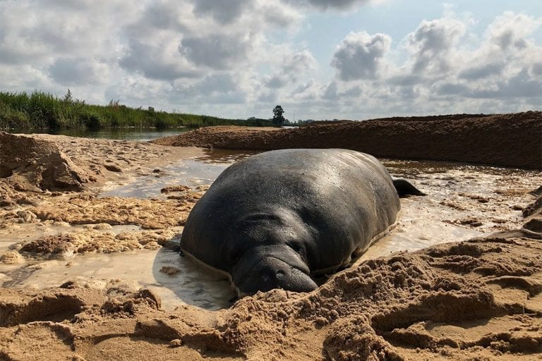 Stranded manatee