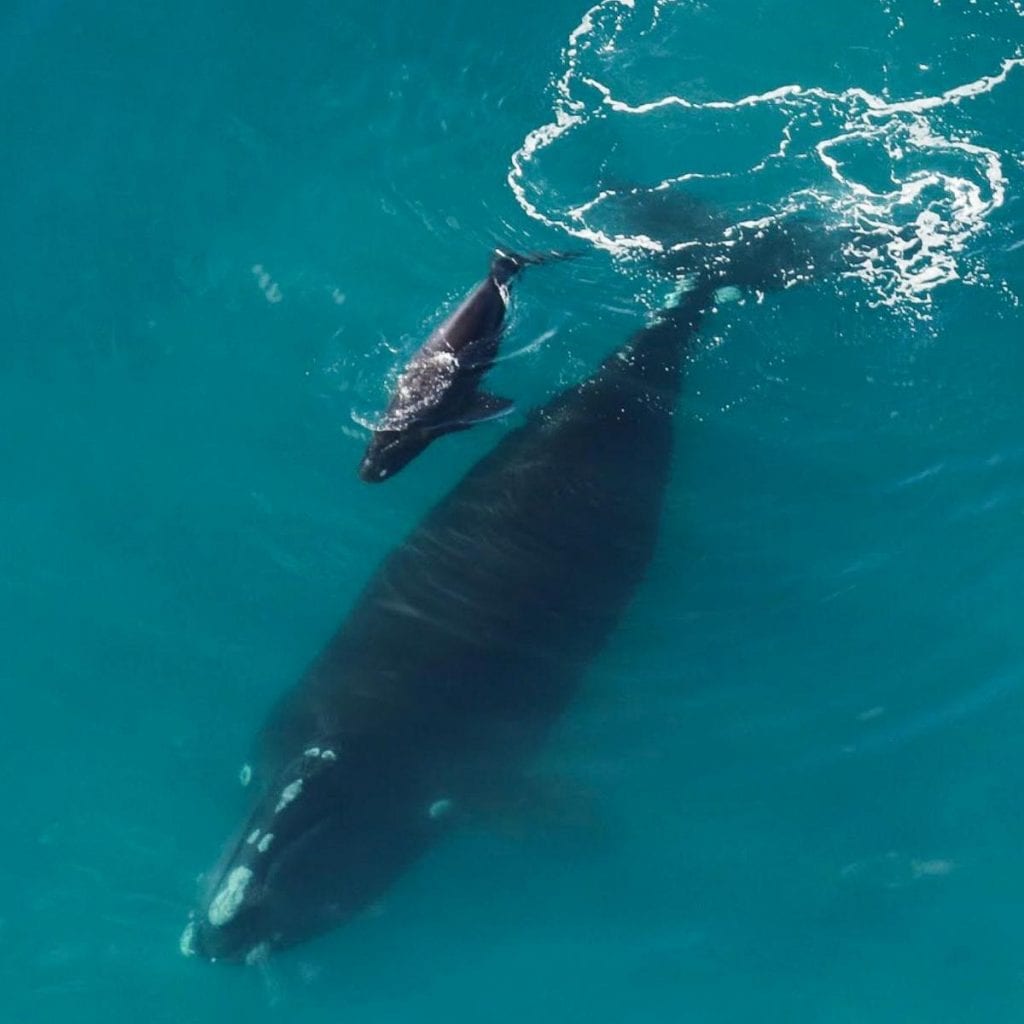 right whale with calf