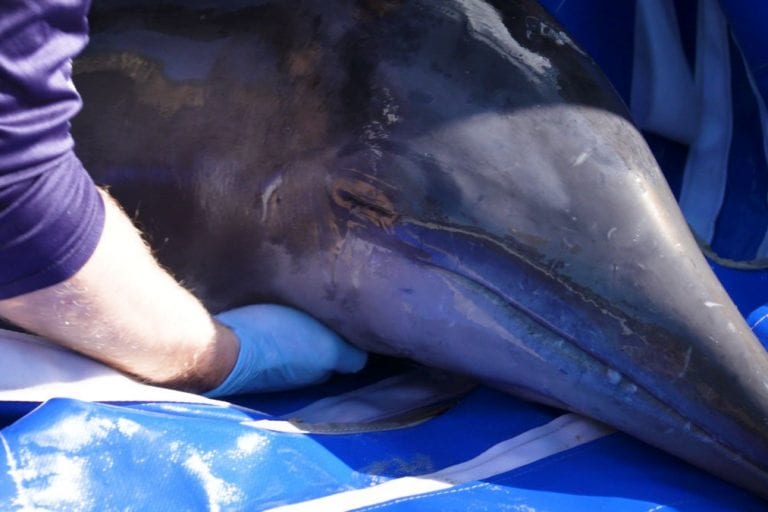 rough-toothed dolphin on rescue stretcher