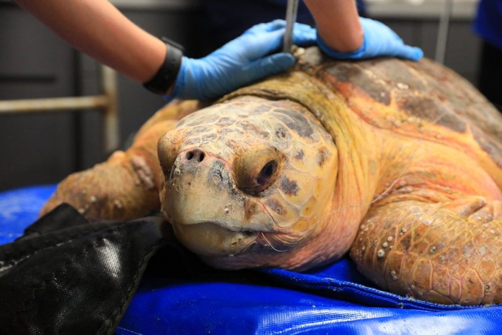 Two Sea Turtles Released After Months of Rehab - Scooter and Charlie - CMA