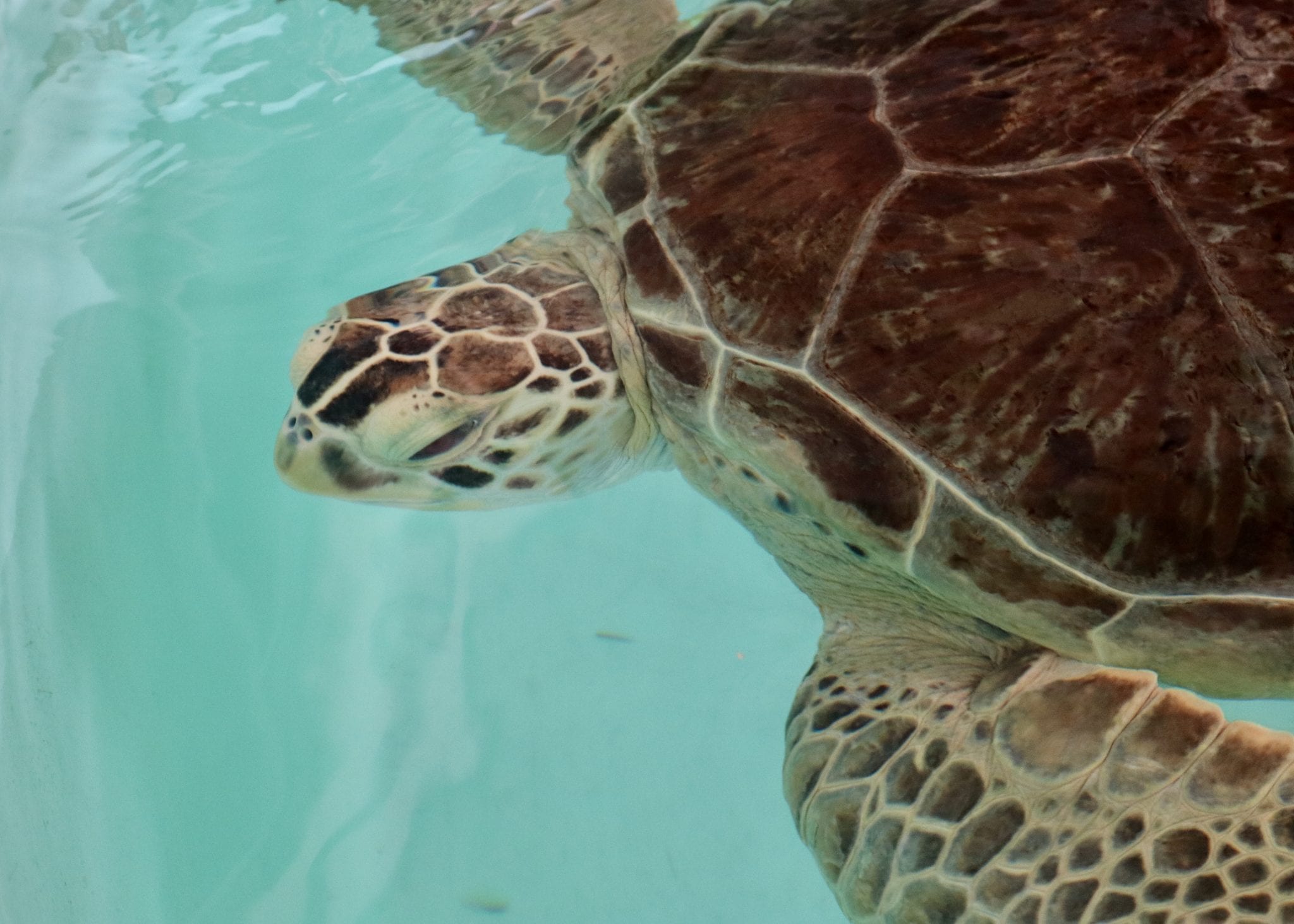 Sea Turtle Hospital Patient - Tortellini - Clearwater Marine Aquarium