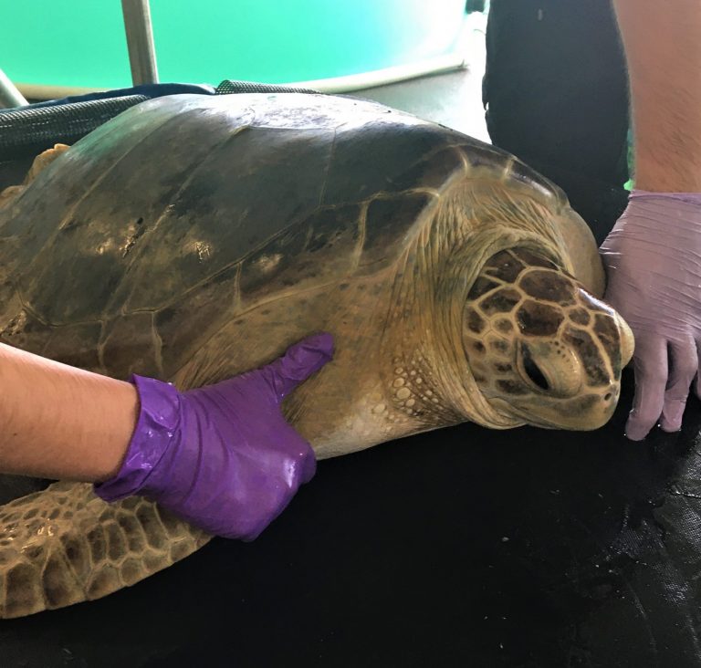 Sea Turtle Hospital Patient - Tortellini - Clearwater Marine Aquarium