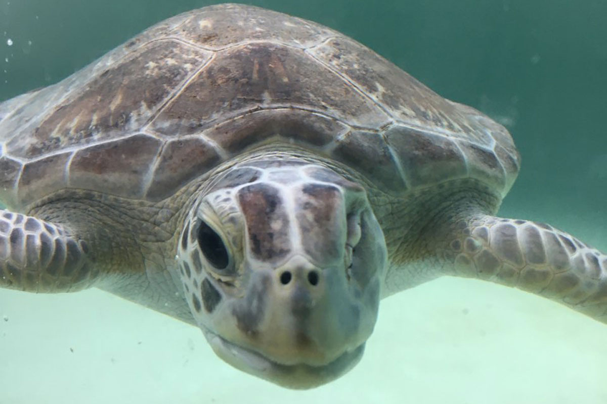 Sea Turtle Hospital Patient - Small Fry - Clearwater Marine Aquarium