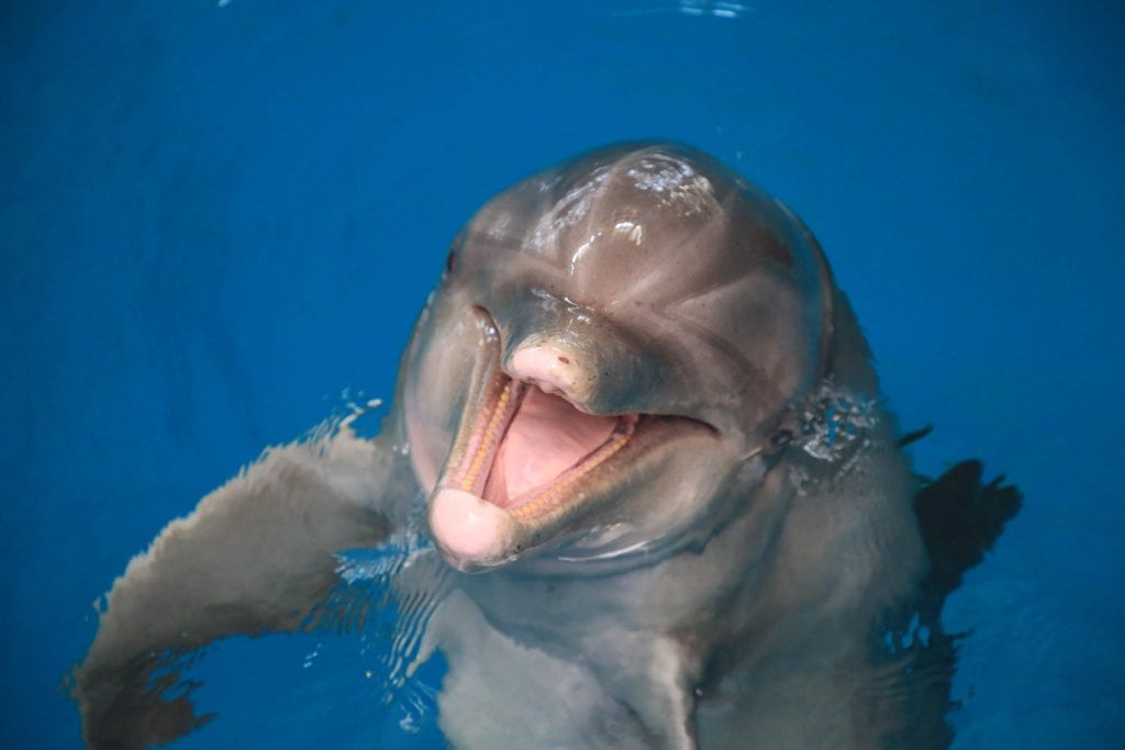 CMA Rescued Resident PJ Clearwater Marine Aquarium