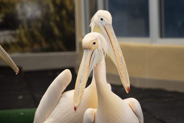 Two Great White Pelicans