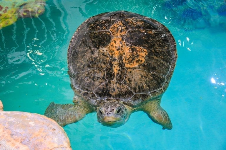Aquarium Green Sea Turtle