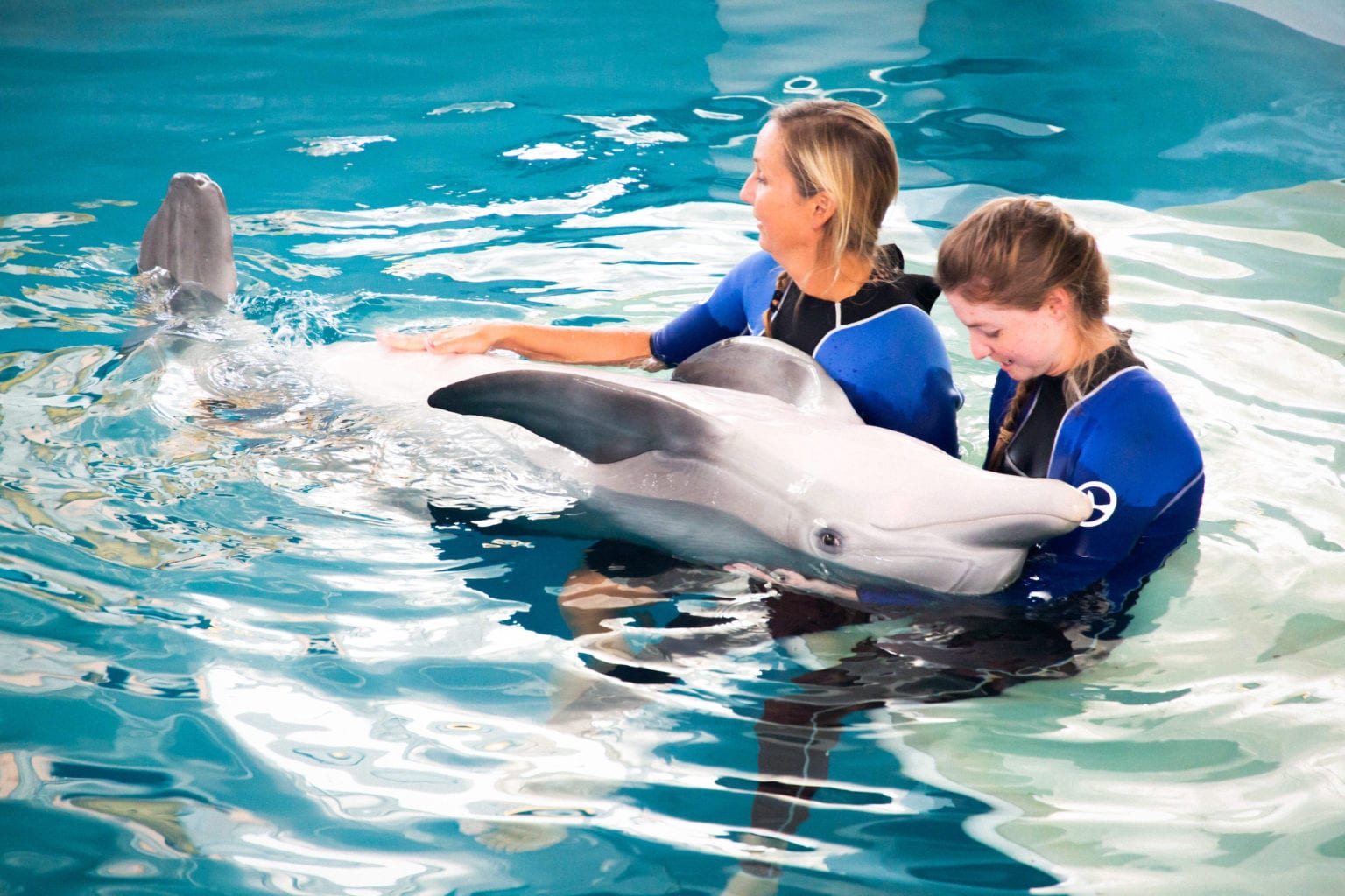 Report An Animal Clearwater Marine Aquarium