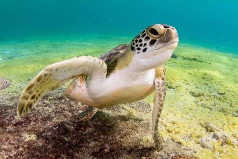 Sea Turtle Swimming