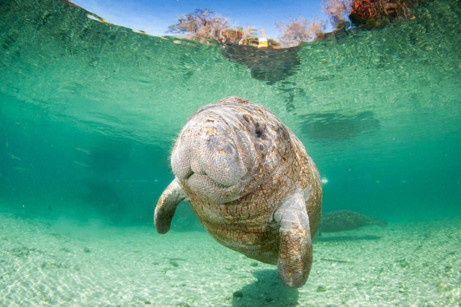 Manatee Research - CMA Research Institute