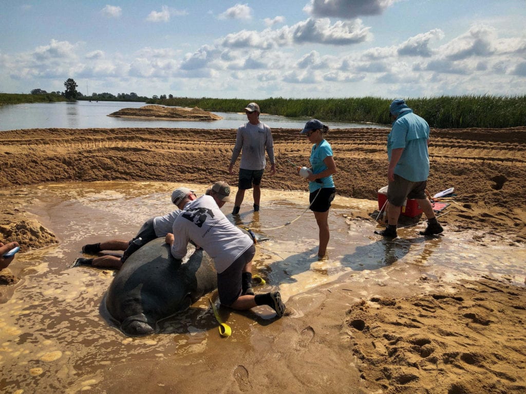 Clearwater marine aquarium map intelliulsd