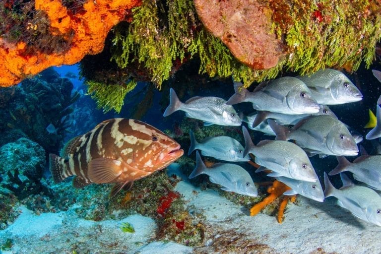 Reef Fish