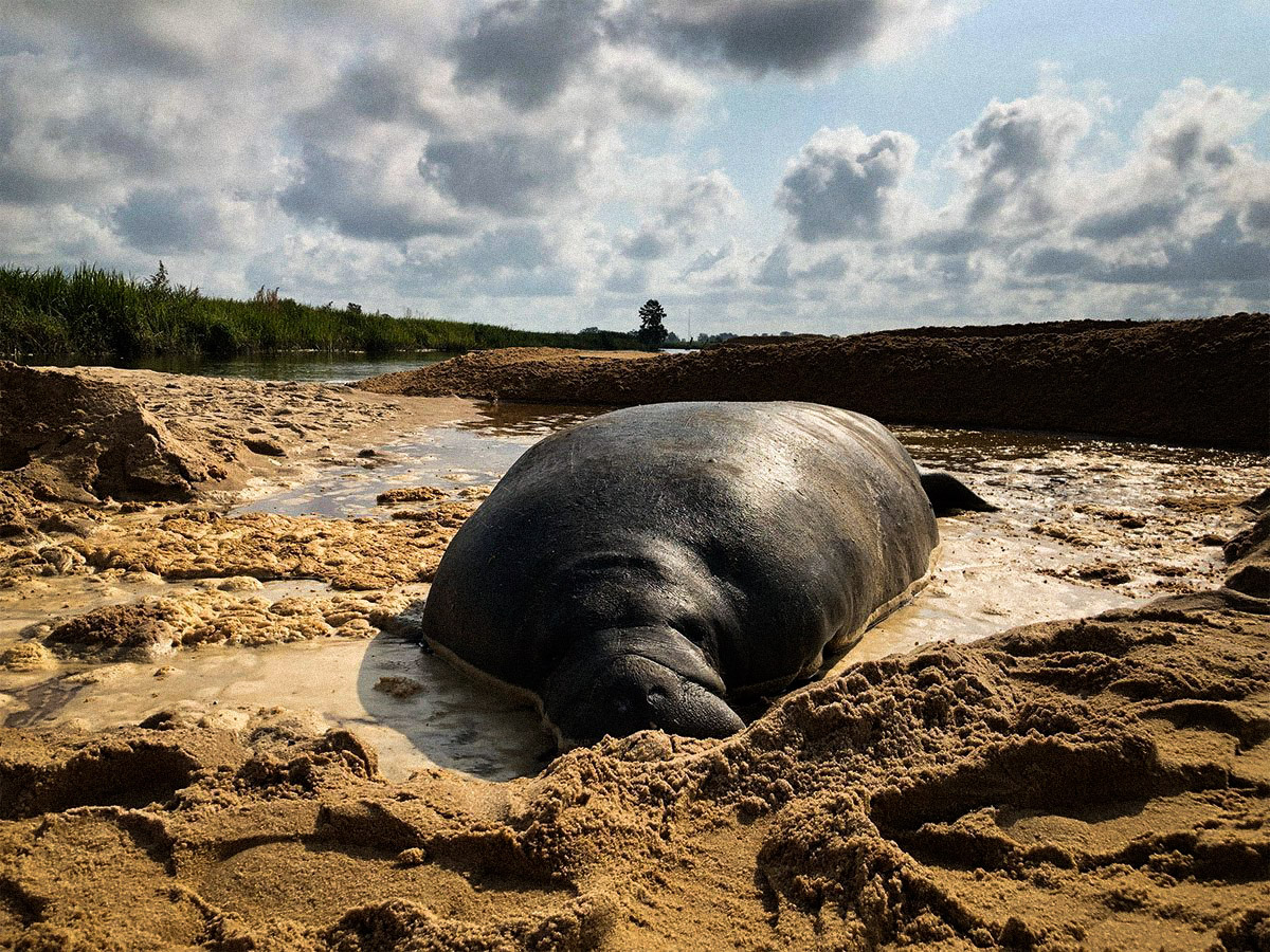 Report An Animal Clearwater Marine Aquarium