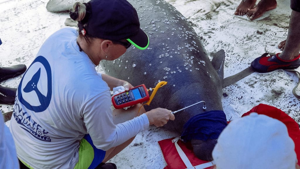 50 Years of Marine Conservation - Clearwater Marine Aquarium