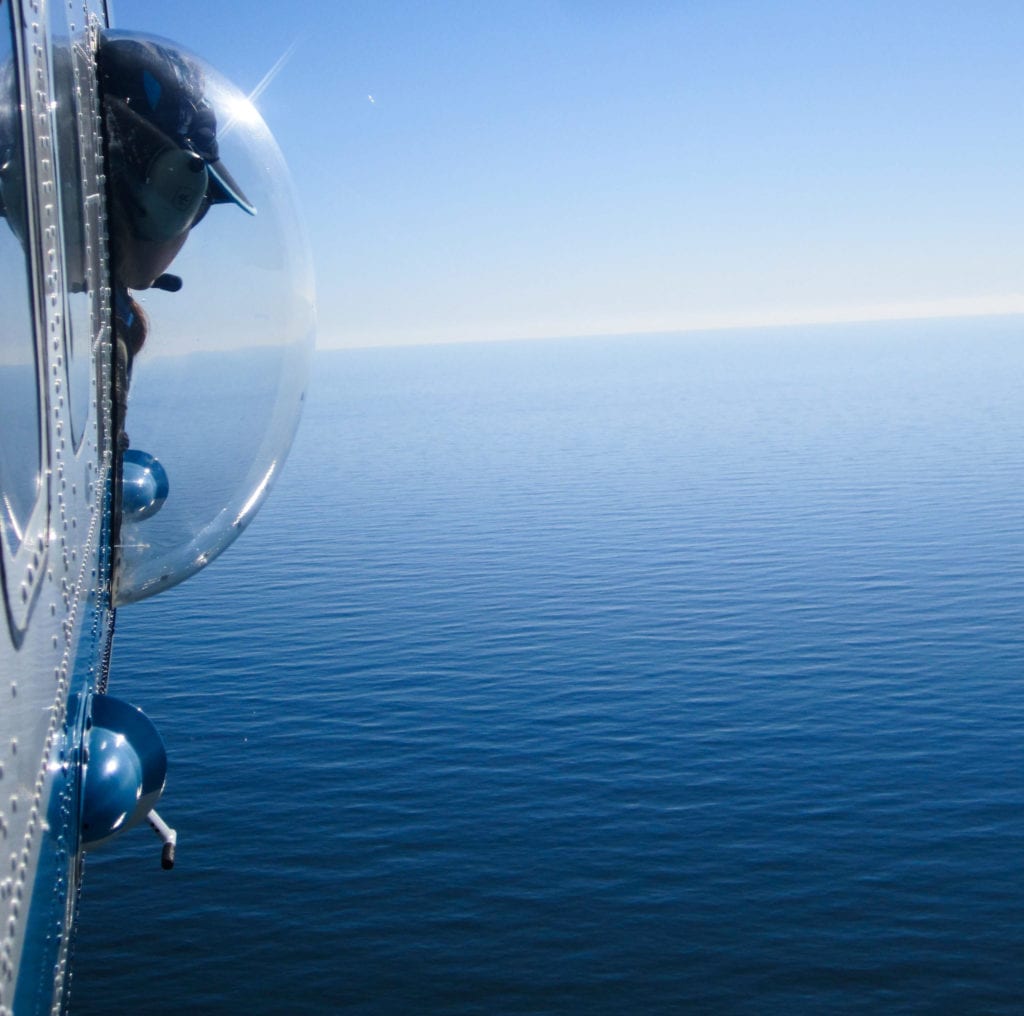 Aerial survey teams monitor right whales