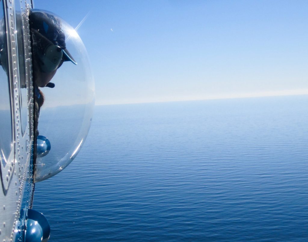 Aerial survey teams monitor right whales