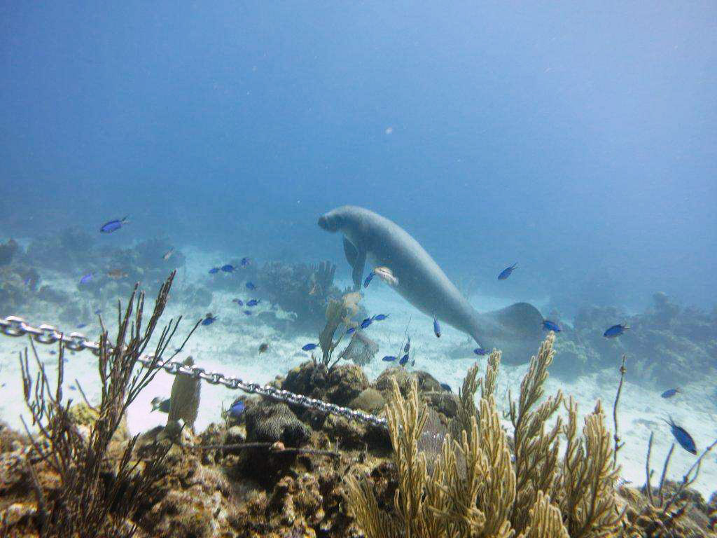 Manatee Tagging Program - Clearwater Marine Aquarium