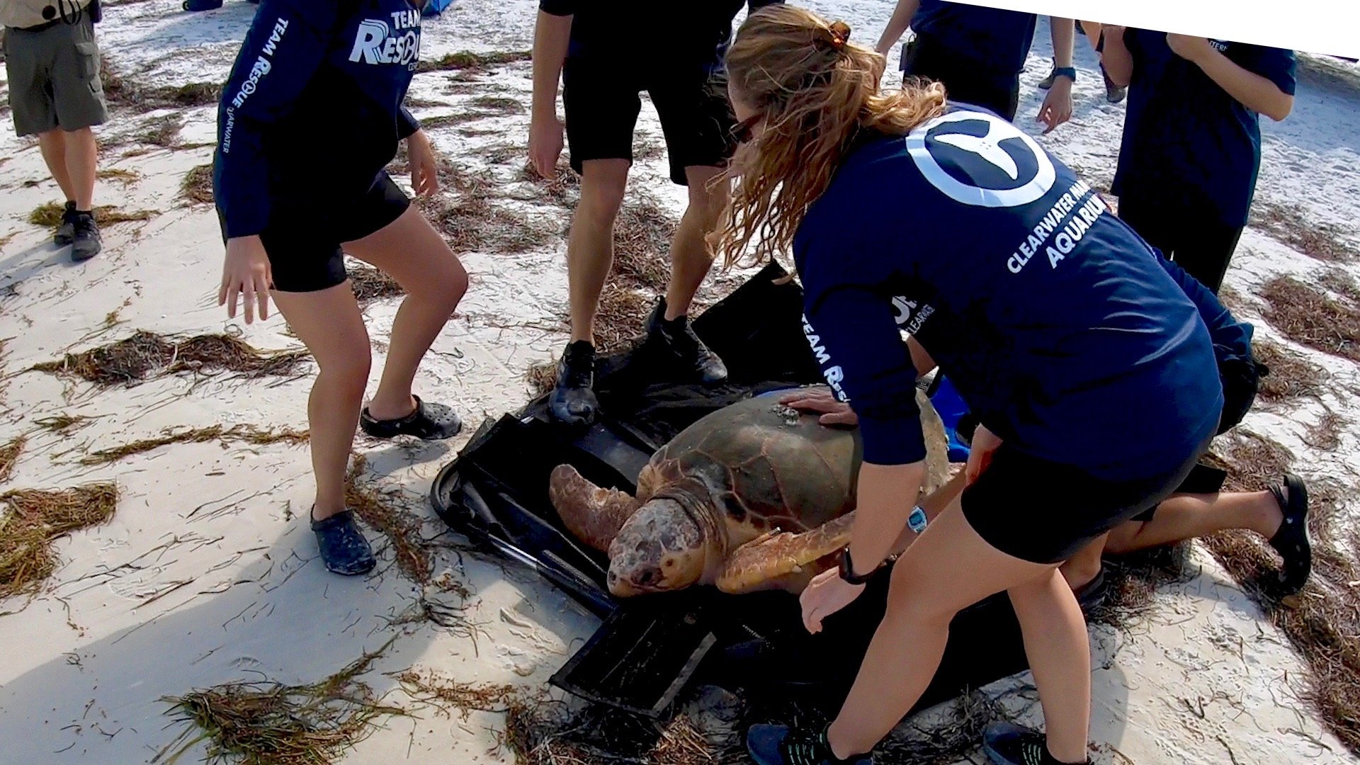 Sea Turtle being saved