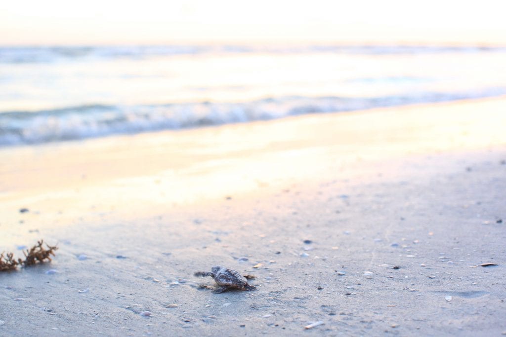 Sea Turtle Release