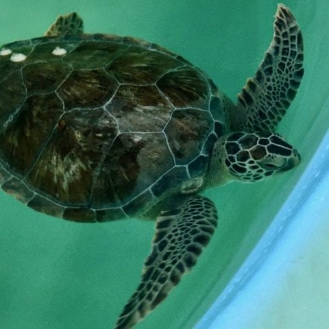 Sea Turtle