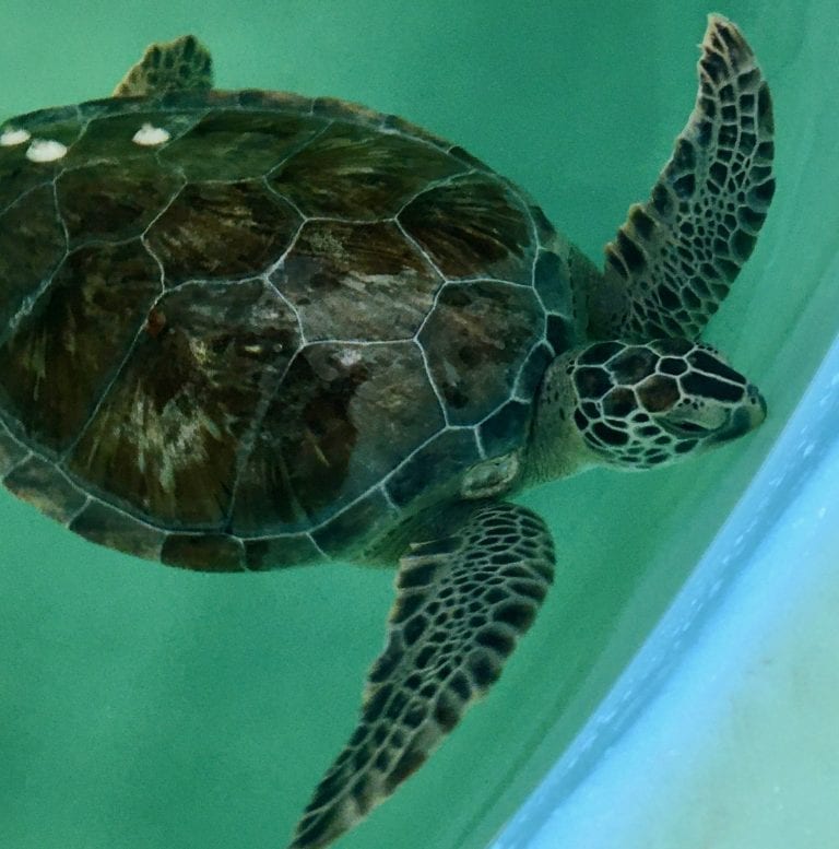 Sea Turtle Hospital Patient - Apollo - Clearwater Marine Aquarium