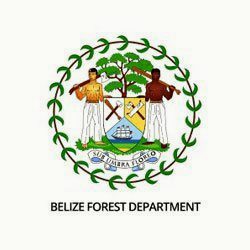 belize forestry dept