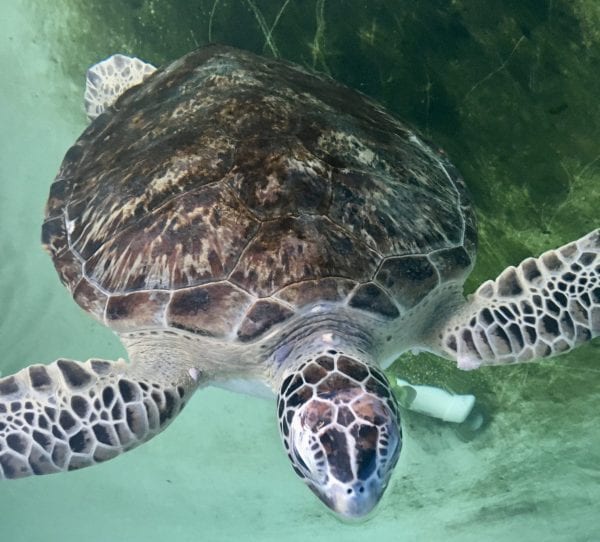 Sea Turtle Hospital Patient - Calusa - Clearwater Marine Aquarium