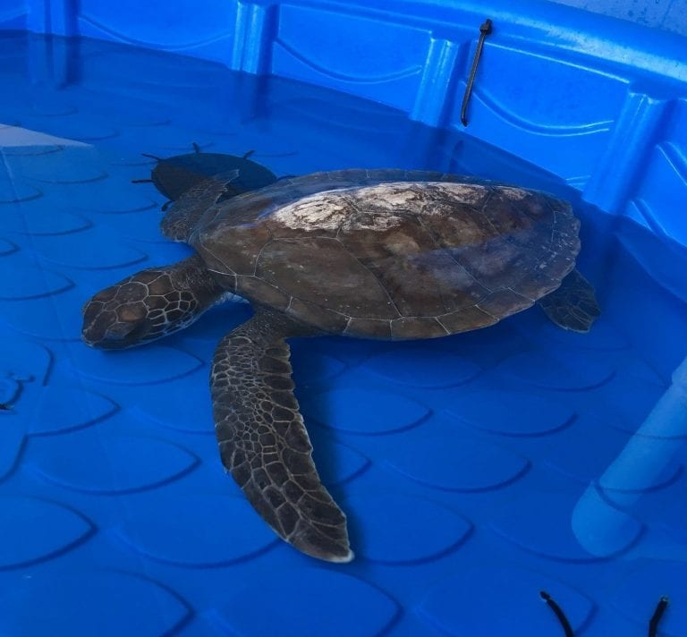 Sea Turtle Hospital Patient - Gus - Clearwater Marine Aquarium