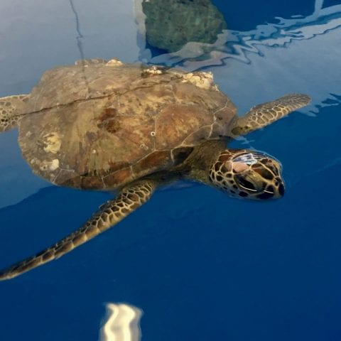 Sea Turtle