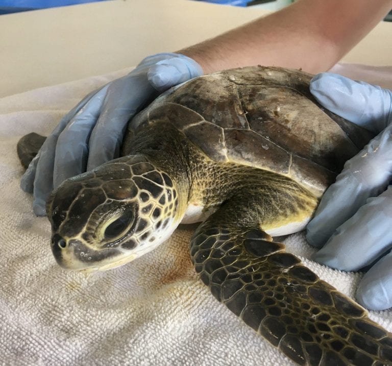 Sea Turtle Hospital Patient - Otis - Clearwater Marine Aquarium