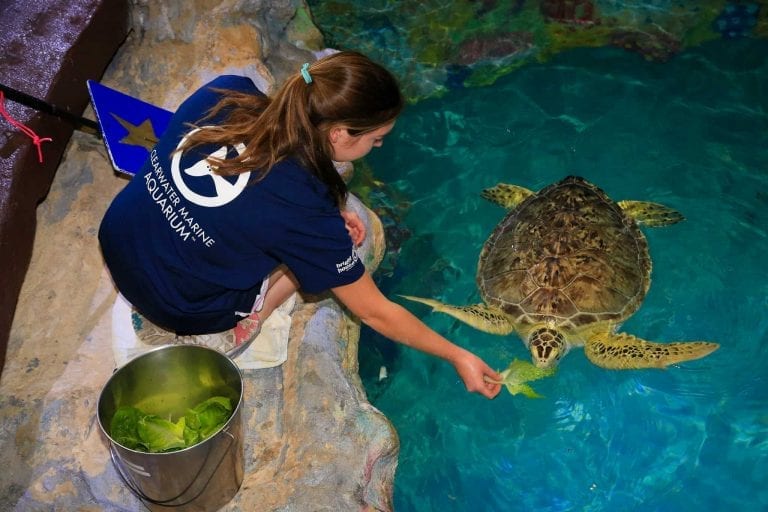 clearwater marine aquarium internships clearwater marine aquarium internships