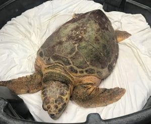 Sea Turtle Hospital Patient – Stormy - Clearwater Marine Aquarium