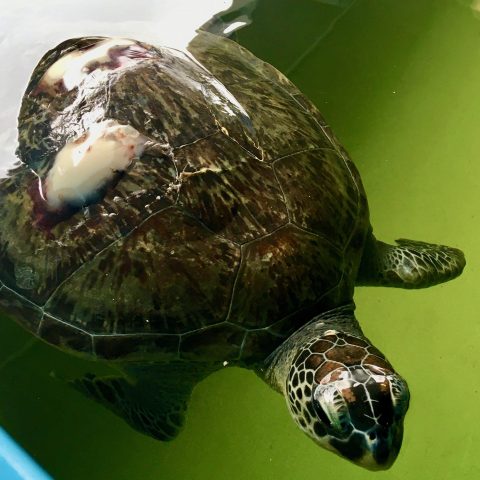 Sea Turtle