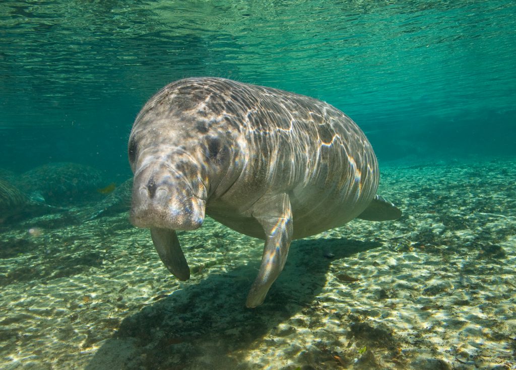 manatee