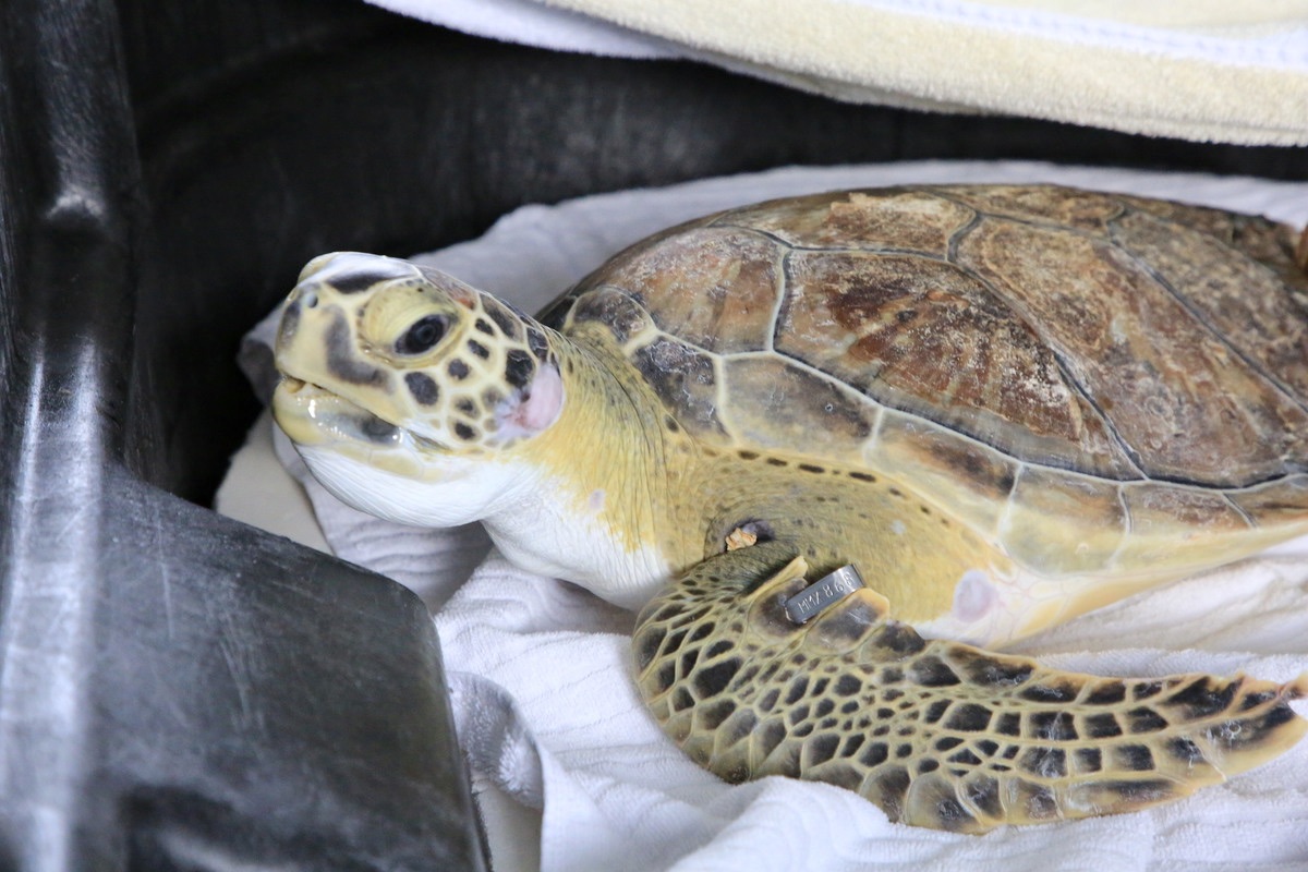 Green Sea Turtle Released at Honeymoon Island - Apollo - Clearwater ...