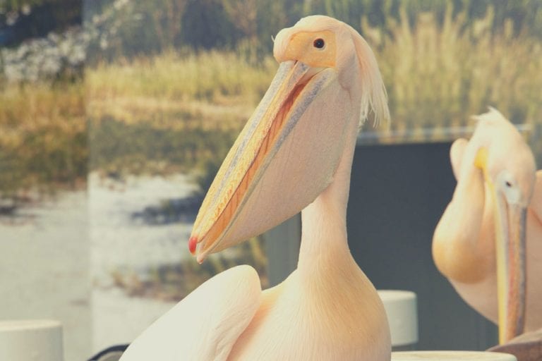 pelicans