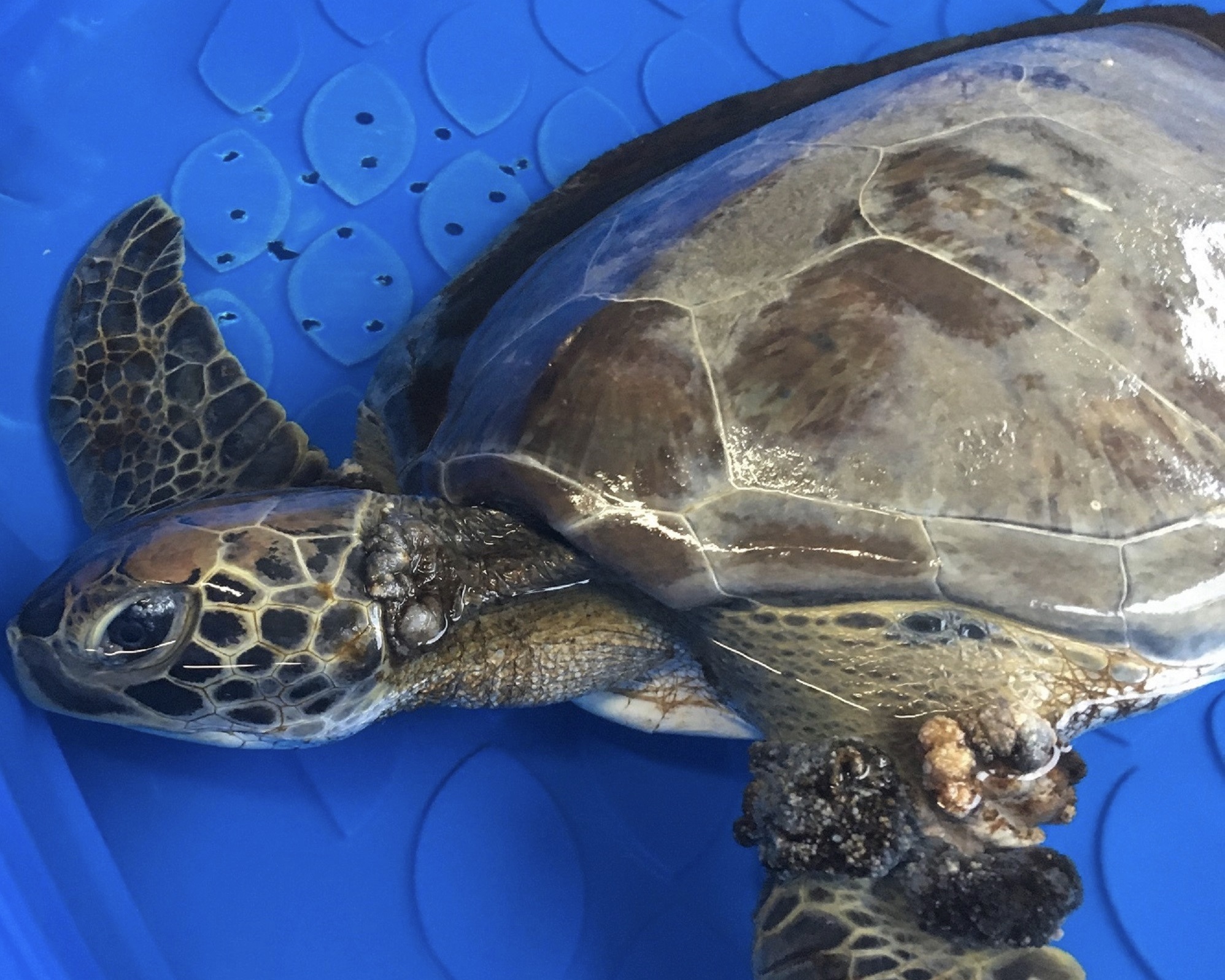 Sea Turtle Hospital Patient – Heath - Clearwater Marine Aquarium